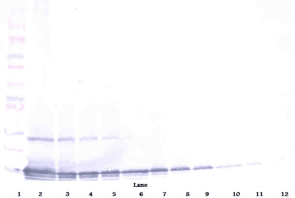 CCL25 / TECK Antibody