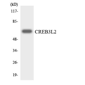 CREB3L2 / BBF2H7 Antibody (aa250-299)