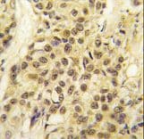 MYST1 Antibody (aa409-439)