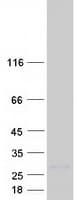 Human REPRIMO / RPRM Protein (Recombinant Myc-DDK (Flag))