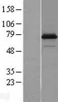 NRP1 / Neuropilin 1 Protein (Over-Expression Lysate Myc-DDK (Flag))