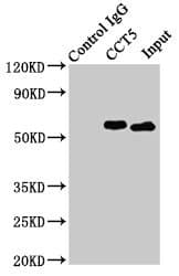 CCT5 / TCP1 Epsilon Antibody
