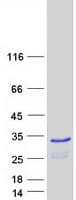 Human FAM219B / C15orf17 Protein (Recombinant Myc-DDK (Flag))