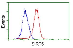 SIRT5 / Sirtuin 5 Antibody (clone OTI 1G9)