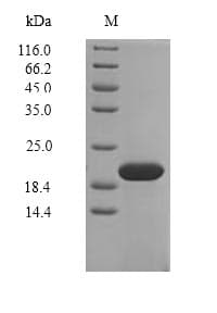 Salmonella typhi uspA Protein (Recombinant 6His, N-terminus)