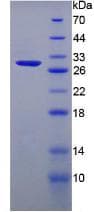 Mouse ITLN1 / Omentin Protein (Recombinant His, N-Terminal)
