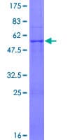 Human ATP5F1 Protein (Recombinant GST)