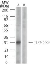 TLR3 Antibody (phospho-Tyr759)
