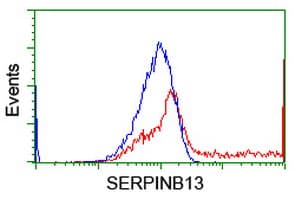 Monoclonal Mouse anti-Human SERPINB13 / HUR7 Antibody (clone OTI1B12, WB)