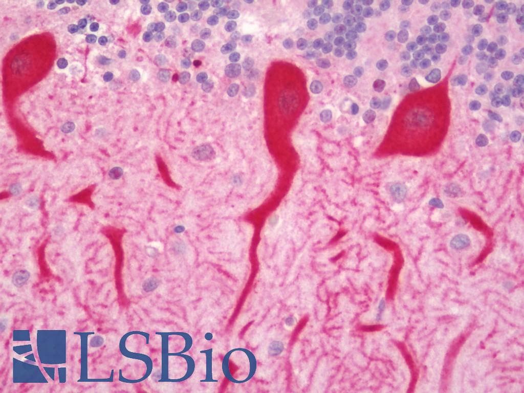 DAOA Antibody (FITC)