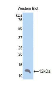 CCL4 / MIP-1 Beta Antibody (aa24-92, Biotin)