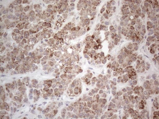 PD-L2 / PDCD1LG2 / CD273 Antibody (clone OTI6C3)
