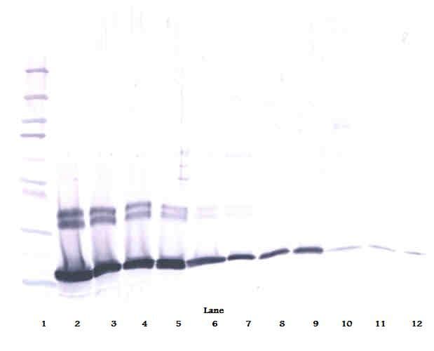 Polyclonal Rabbit anti-Mouse IL2 Antibody (WB)
