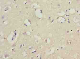 COX17 Antibody