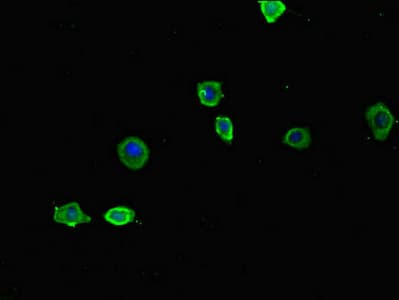 BF1 / FOXG1 Antibody