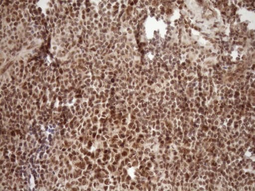 NUDT21 Antibody (aa2-227, clone OTI2C8)