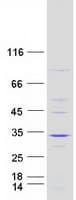 Human FAM109A Protein (Recombinant Myc-DDK (Flag))