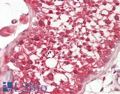 IHC-plus™ Monoclonal Mouse anti-Human APMAP / C20orf3 Antibody (clone OTI4F6, IHC, WB)