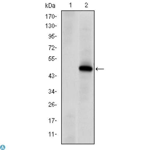 PRKDC / DNA-PKcs Antibody