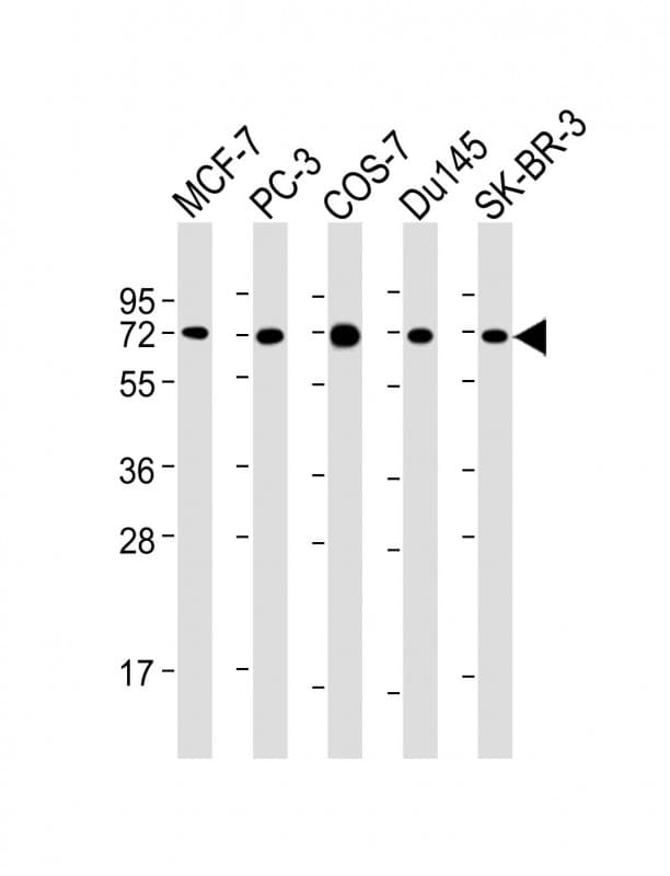 USP2 Antibody (clone 1738CT331.50.87)