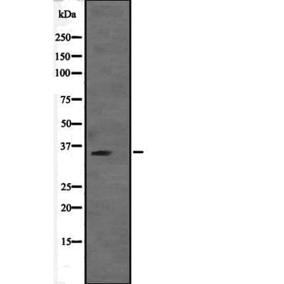 VGLL2 Antibody