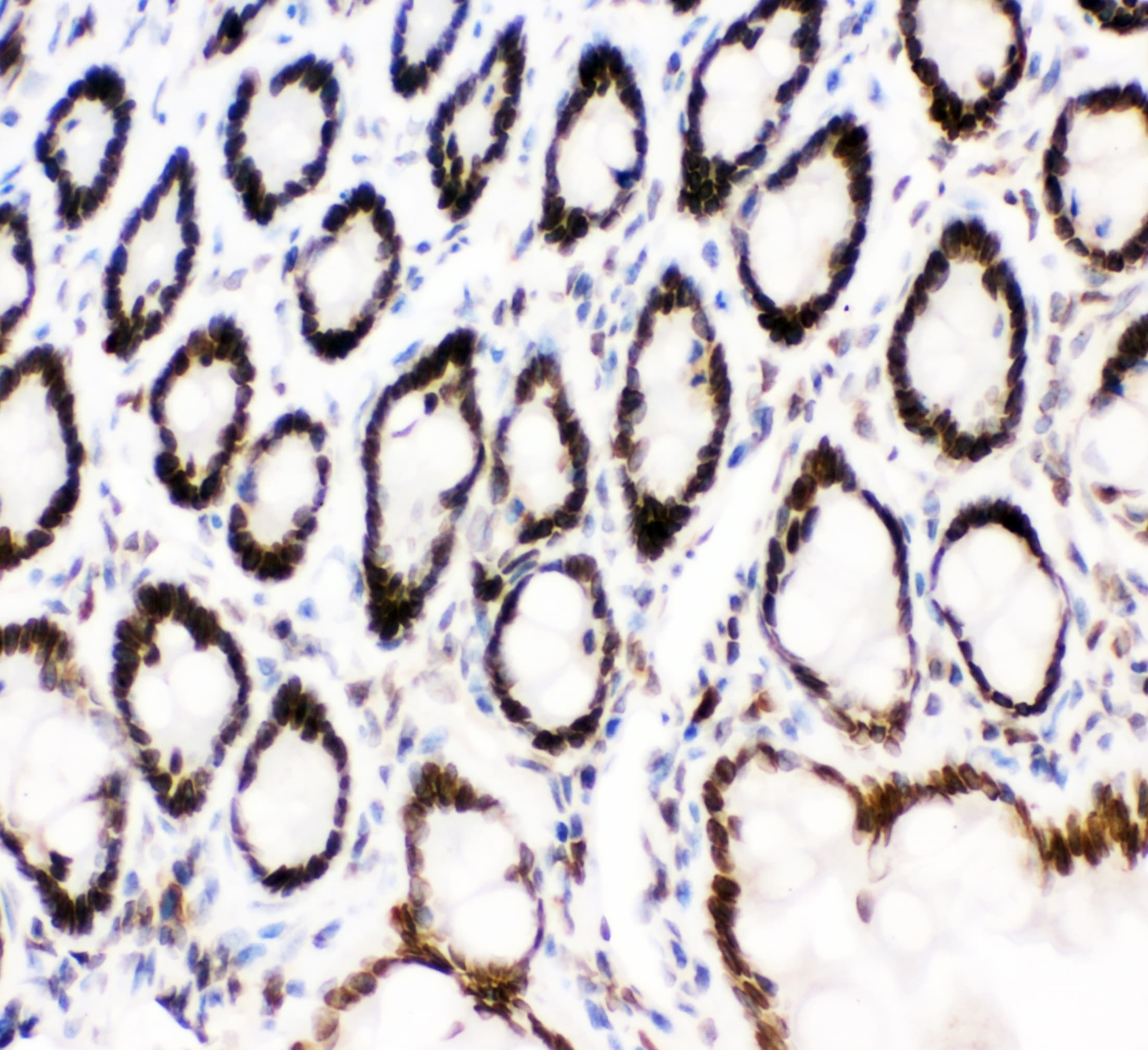 MAD1L1 / MAD1 Antibody (aa362-632)