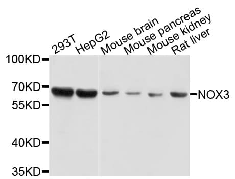NOX3 Antibody