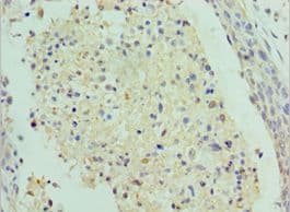 SAP18 Antibody (aa2-153)