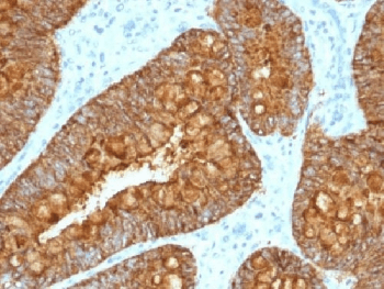 MAML3 / CAGH3 Antibody (clone MAML3/1303, Azide-free, BSA-free)