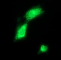 Monoclonal Mouse anti-Human CD163 Antibody (clone OTI2C1, IF, WB)