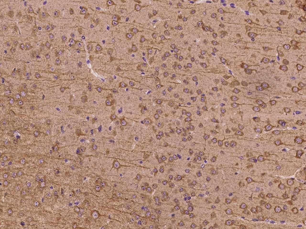 GSK3B / GSK3 Beta Antibody (Preservative Free)