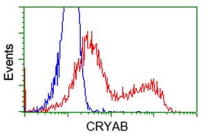 Monoclonal Mouse anti-Human CRYAB / Alpha B Crystallin Antibody (clone OTI4G5, IHC, WB)