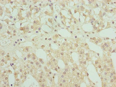 RNF10 Antibody
