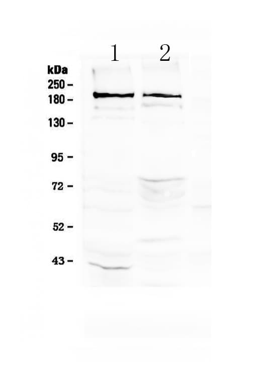 NCAN / Neurocan Antibody