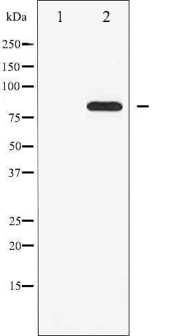 STAT5A Antibody (phospho-Tyr694)