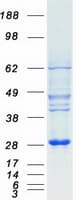 Human MOB3A / MOBKL2A Protein (Recombinant Myc-DDK (Flag))
