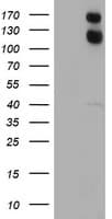 USP7 / HAUSP Antibody (clone OTI3D5, Carrier-free)