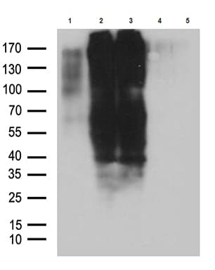 GPR17 Antibody (C-Terminus, clone OTI10B8, Carrier-free)
