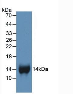 CXCL7 / PPBP Antibody (Biotin)