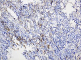 CD99 Antibody (clone OTI3E8)