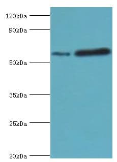 Polyclonal Rabbit anti-Human MAPKAP1 / MIP1 Antibody (aa1-290, WB)
