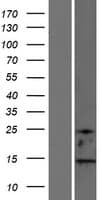 MAP1LC3B2 Protein (Over-Expression Lysate Myc-DDK (Flag))
