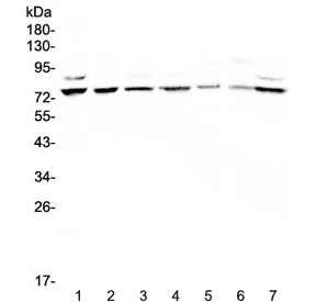 ELF1 Antibody