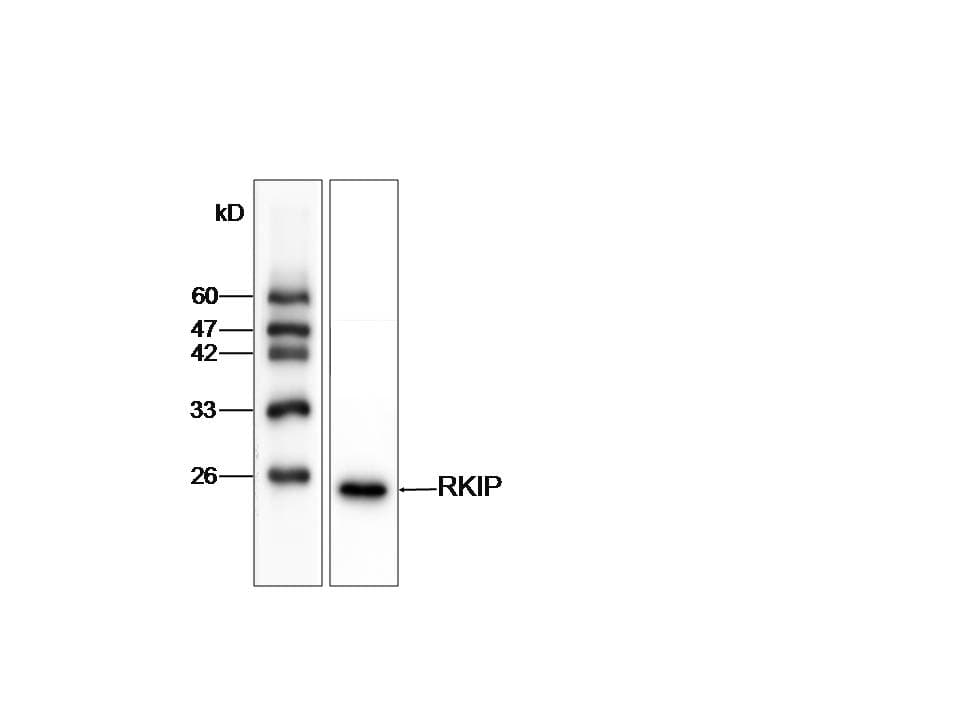 PEBP1 / RKIP Antibody