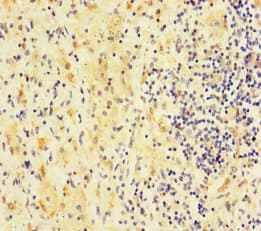 FAM127C Antibody