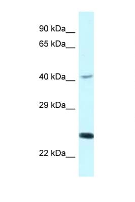 Polyclonal Rabbit anti-Human CD244 Antibody (aa220-269, WB)