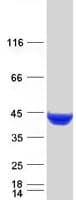 Human CTH / Cystathionase Protein (Recombinant Myc-DDK (Flag))