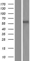 ABI1 / SSH3BP1 Protein (Over-Expression Lysate Myc-DDK (Flag))