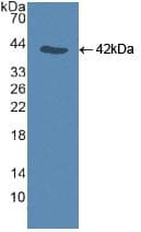 CASP9 / Caspase 9 Antibody (aa331-416, APC)
