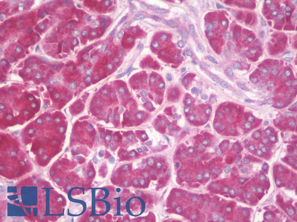IHC-plus™ COMMD7 Antibody